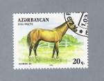 Sellos de Asia - Azerbaiyn -  Caballos