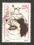 Stamps Poland -  perro de raza, setter ingles