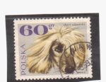 Stamps Poland -  Galgo afgano