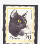 Stamps : Europe : Poland :  Gato europeo
