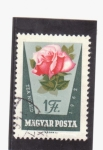 Stamps Hungary -  Rosa hibrida