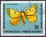 Sellos de Asia - Mongolia -  Colias chrysoteme