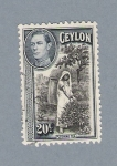 Stamps Sri Lanka -  Trabajos en el campo
