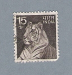 Sellos de Asia - India -  Tigre