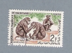 Stamps : Africa : Mauritania :  Babuinos