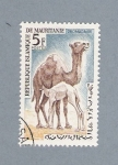 Sellos de Africa - Mauritania -  Dromedario