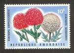 Stamps Rwanda -  flora, echinops amplexicaulis