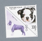 Stamps : Africa : Guinea :  Boston Terrier