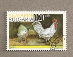Sellos de Europa - Bulgaria -  Gallinas Leghorn