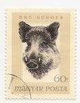 Stamps Hungary -  Sus Scrofa