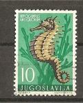 Stamps Yugoslavia -  Hippocampus Antiquorum.