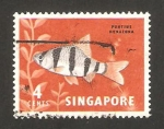 Stamps Singapore -  pez puntius hexagona