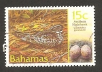 Stamps : America : Bahamas :  ave chordelles gundlachii 