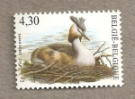 Stamps Belgium -  Somomurjo lavanco