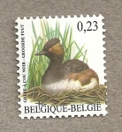 Stamps Belgium -  Zampullín cuellinegro