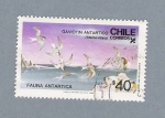 Stamps : America : Chile :  Gaviotin Antartico