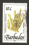 Stamps Barbados -  flores salvajes, cephalocereus barbadensis