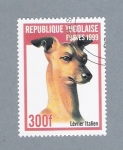 Stamps : Africa : Togo :  Lévrier Italien