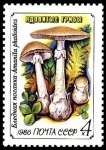 Stamps Russia -  AMANITA PHALLOIDES