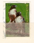 Stamps Honduras -  BUTEO  JAMAICENSIS