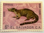 Stamps : America : El_Salvador :  nasua narica