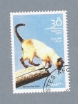 Stamps : Asia : Afghanistan :  Série Gatos