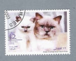 Stamps Afghanistan -  Série Gatos