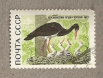 Stamps Russia -  Cigüeña negra