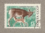 Stamps Russia -  Cierva con cervatillo
