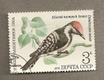 Stamps Russia -  Dendrocopos minor