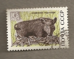 Stamps Russia -  Jabali con jabatos