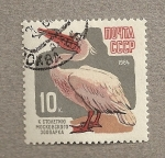 Stamps Russia -  Pelícano