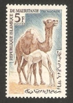 Sellos de Africa - Mauritania -  dromedarios