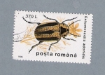 Stamps Romania -  Entomoscelis Adonidis