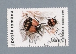 Stamps Romania -  Coccinella Bipunctata