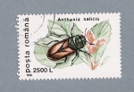 Stamps Romania -  Anthaxia Salicis