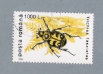 Stamps Romania -  Trichius Fasciatus