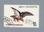 Stamps Romania -  Aquila Chrysaëtos