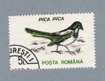 Stamps : Europe : Romania :  Pica Pica