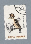 Stamps Romania -  Upupa Epops