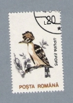 Sellos de Europa - Rumania -  Upupa Epops