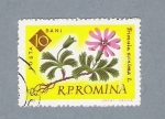 Stamps Romania -  Primula Minima