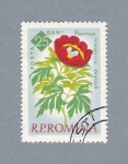 Stamps Romania -  Paenia Romanica 