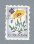 Stamps Romania -  Papaver Pyrenaicum