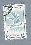 Stamps Romania -  Sterna Hirundo