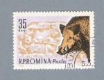 Stamps : Europe : Romania :  Jabali