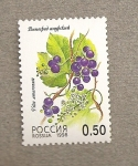 Stamps Russia -  Vitis amurensis