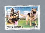 Stamps : Europe : Romania :  Exposición mundial Canina