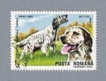 Stamps Romania -  Exposición mundial Canina