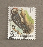 Stamps Belgium -  Ave Dendrocopos minor